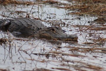 Birds - Reptiles