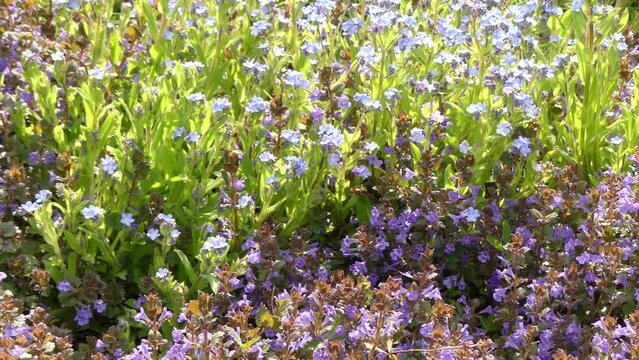 Blooming herb and flowers in spring garden - with zoom in and zoom out. Violet flowers of Creeping charlie, Alehoof, Tunhoof, Catsfoot, Field balm, Glechoma hederacea and blue flowers of Myosotis.