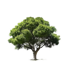 Green tree isolated. Illustration AI Generative.