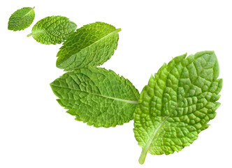 Flying leaves of fresh mint, cut out