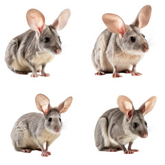 set of 4 bilby isolated on transparent png background, different positions Australia endemic animal, cute small pet generative ai