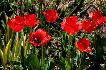 Closeup of Red tulips in open sunshine garden