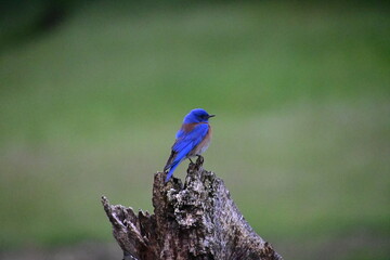 red billed kingfisher