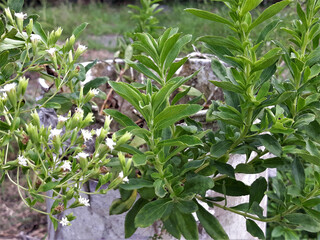 Espléndida planta de stevia en plena floración