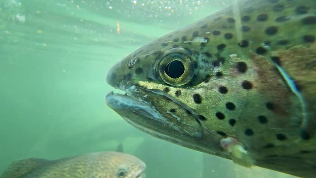 trout swiming in the water