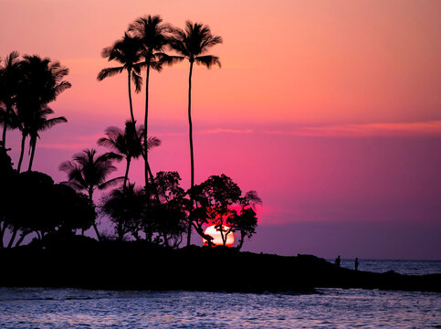 Pink Hawaiian sunset with palm trees silhouettes 