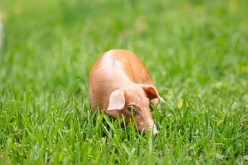 cutie and funny young pig is standing on the green grass. Happy piglet on the meadow, small piglet in the farm posing on camera on family farm. Regular day on the farm