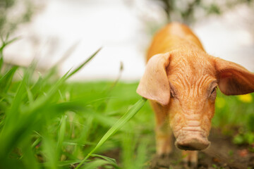 cutie and funny young pig is standing on the green grass. Happy piglet on the meadow, small piglet in the farm posing on camera on family farm. Regular day on the farm