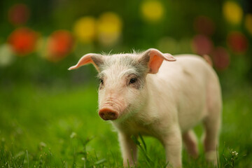 cutie and funny young pig is standing on the green grass. Happy piglet on the meadow, small piglet in the farm posing on camera on family farm. Regular day on the farm