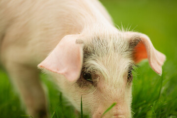 cutie and funny young pig is standing on the green grass. Happy piglet on the meadow, small piglet in the farm posing on camera on family farm. Regular day on the farm © Bogdan