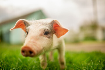 Fototapeta premium cutie and funny young pig is standing on the green grass. Happy piglet on the meadow, small piglet in the farm posing on camera on family farm. Regular day on the farm