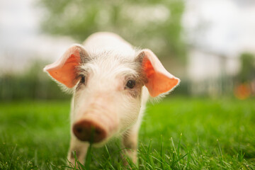 Obraz premium cutie and funny young pig is standing on the green grass. Happy piglet on the meadow, small piglet in the farm posing on camera on family farm. Regular day on the farm