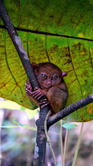Portrait of Tarsier monkey (Tarsius Syrichta) in natural jungle environment at bohol Island on the philippines