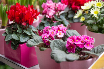 flowers in pots