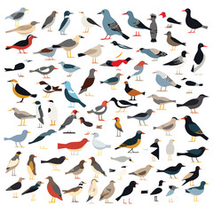 set of birds