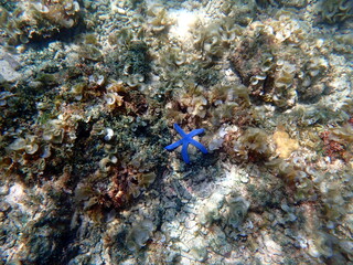 colorful starfish in the pacific ocean at moalboal