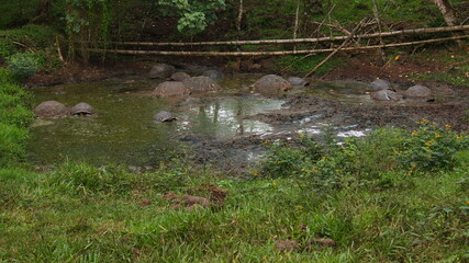 Galapagos tortoises in a pond at Santa Rosa on Santa Cruz island of Galapagos islands, Ecuador, South America
