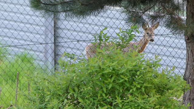 Male Roe deer on during change of hair in animals - he goes behind metal mesh fence against of noise-absorbing screens. Animal Capreolus capreolus in the process of changing its fur in the spring.
