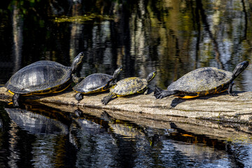 Group of turtles on log facing right
