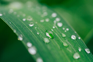 Beautiful large drops of fresh morning dew in juicy green grass macro. 