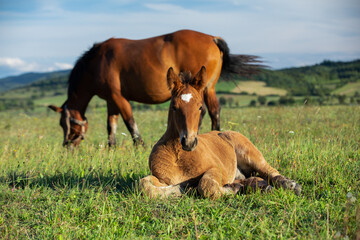 Foal