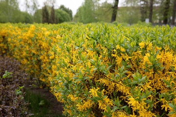 Flowering shrubs with yellow flowers in the park in spring.