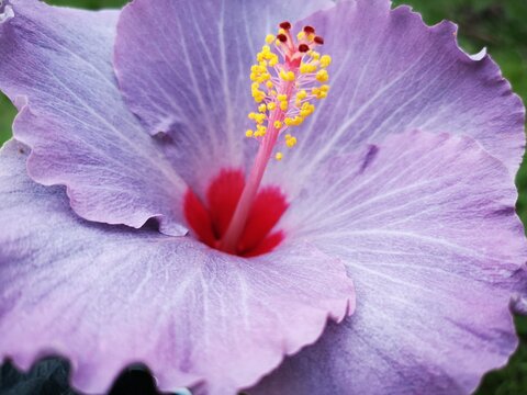 hibiscus cato