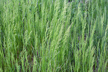 In the meadow among grasses grows ryegrass (Arrhenatherum elatius).