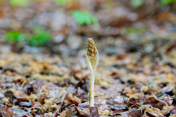 Bird's nest orchid belongs to the orchid family and is a full parasite that does not require clorophyl
