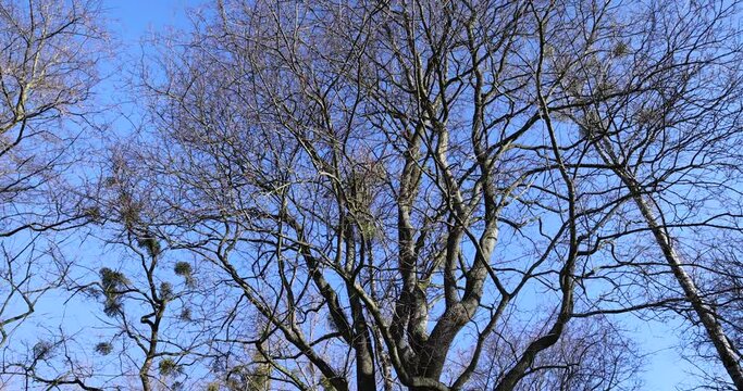 the tops of various deciduous trees in the spring season , a park with trees in early spring