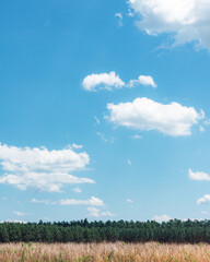 Fototapeta premium field and sky