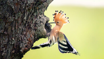 Crested Hoopoe Upupa epops it flies to the nest and carries food for the female for the young. © Jiří Fejkl