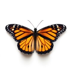 Fototapeta na wymiar Monarch butterfly isolated on white created with Generative AI