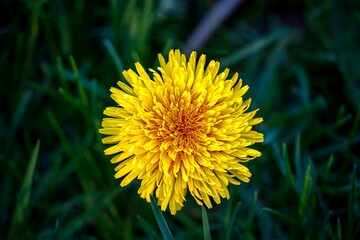Simply yellow dandelion in the grass