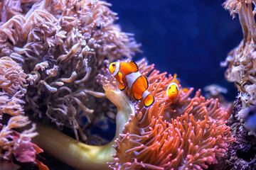 Two orange clownfish swimming in aquarium. Underwater diving and vivid tropical fish hidding in Bubble Tip Anemone, real sea life