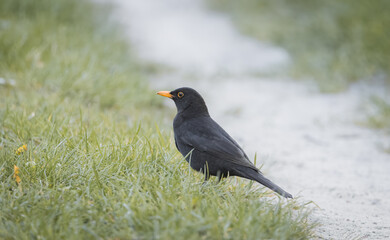 Common male blackbird (Turdus merula) stands on the green grasses in the spring evening. Close-up portrait of a Eurasian male blackbird with green grasses.