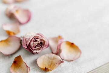 Pink-yellow rose petals and a whole rose lie on a gray beautiful background. Dry flowers are scattered on a plain background