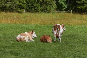 Fototapeta na wymiar Cows on a pasture