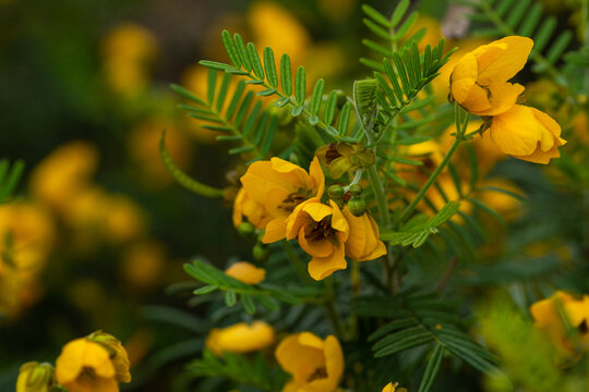 Wild orange flowers in the natue close-up