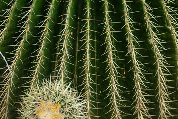 Background big green cactus in nature. Closeup