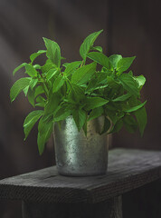 green mint in a pot