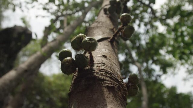 Close up of a cluster of fruit covered with ants on a fig tree in Philippines