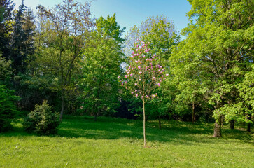 Spring park nature