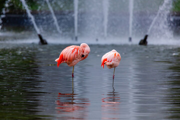 close-up portrait of african flamingo walking around in water