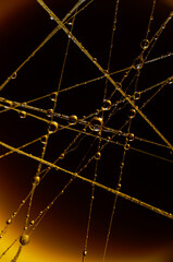 macro of water droplets on a spider web, abstract dynamic decorative background, futuristic stylish patterns created by light in different colors