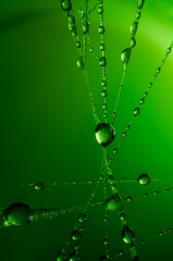 macro of water droplets on a spider web, abstract dynamic decorative background, futuristic stylish patterns created by light in green colors