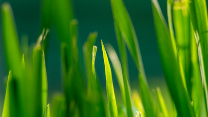 Fototapeta na wymiar Macro photo of a blade of grass in sunlight. Green grass in sunlight close-up.
