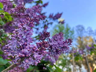 pink lilac blooms in the city in spring
