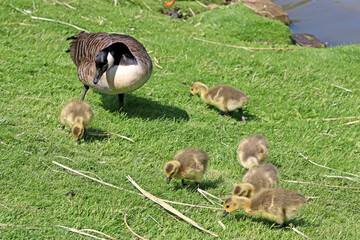 Goose and goslings on the grass