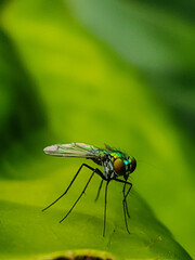 Mosca verde
